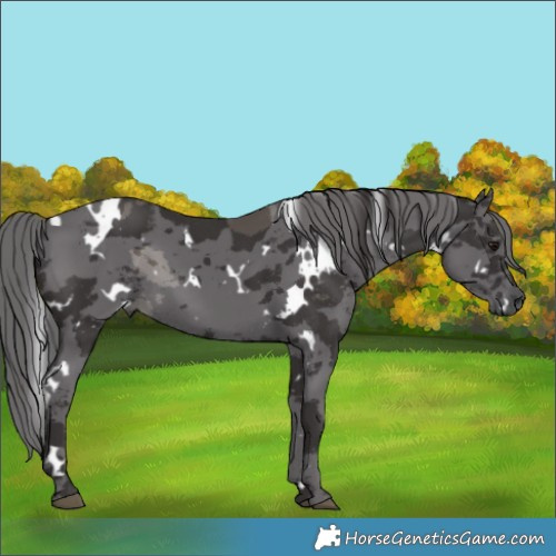 Horse Color:White Spotted Smoky Black Merle