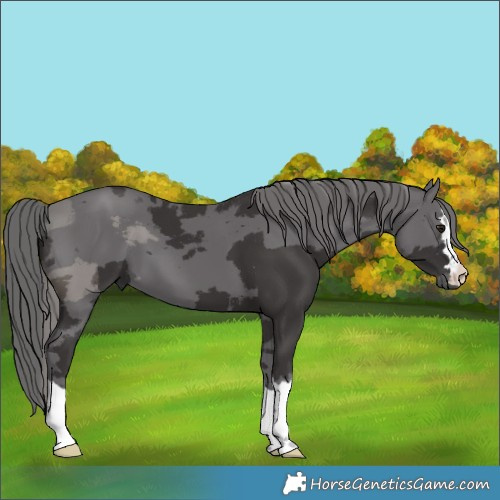 Horse Color:Unknown 