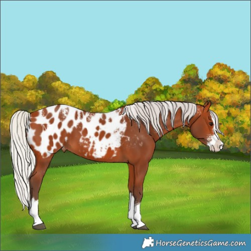 Horse Color:Powder White Silver Bay Splash Blanket