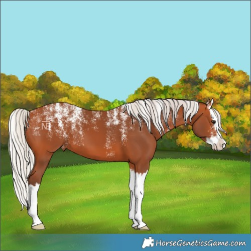 Horse Color:Powder White Silver Bay Splash Varnish 