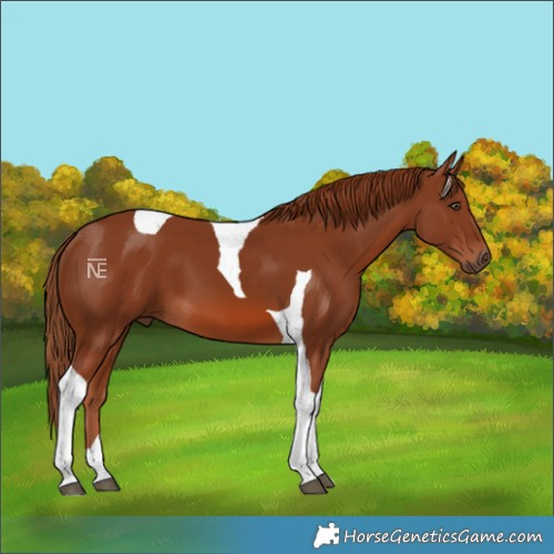 Horse Color:Chestnut Tobiano