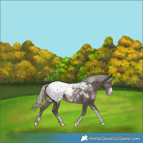 Horse Color:Powder White Silver Black Near Fewspot 
