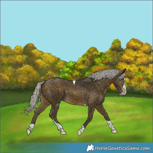 Horse Color:Silver Buckskin Splash Tobiano Rabicano 