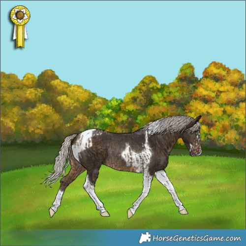 Horse Color:Silver Buckskin Splash Tobiano Rabicano and Silver Brown Tobiano Rabicano