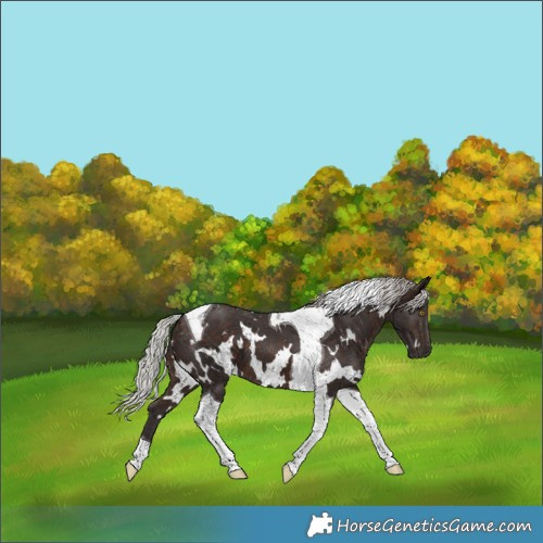 Horse Color:White Spotted Silver Brown Tobiano 