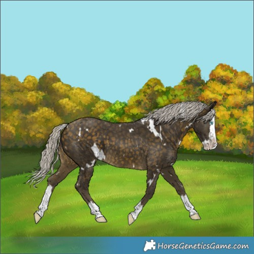 Horse Color:White Spotted Silver Buckskin Splash 