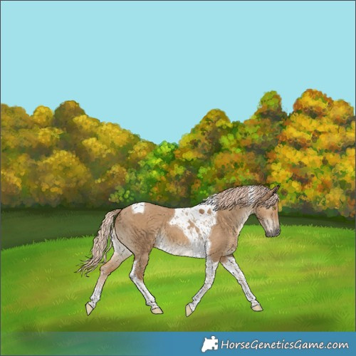 Horse Color:Chocolate Palomino Dun Tobiano