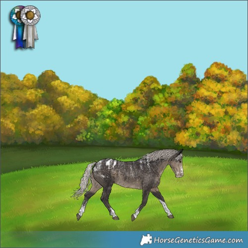 Horse Color:Powder White Silver Smoky Black Tobiano Appaloosa 