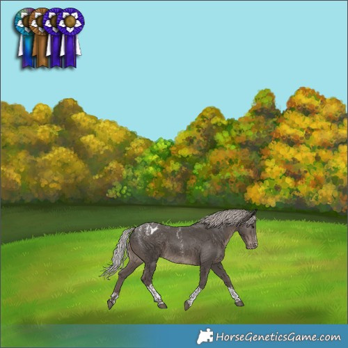 Horse Color:Powder White Silver Black Tobiano Appaloosa