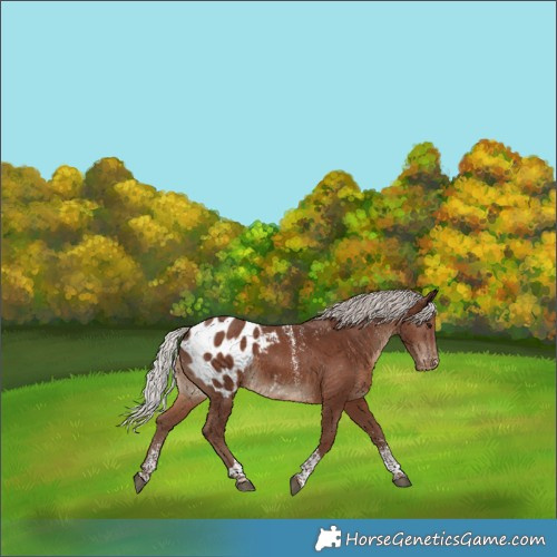 Horse Color:Powder White Silver Black Tobiano Appaloosa 