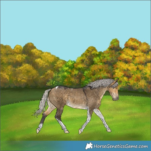 Horse Color:Silver Buckskin Dun Tobiano