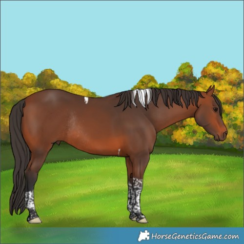 Horse Color:Bay Tobiano Rabicano 