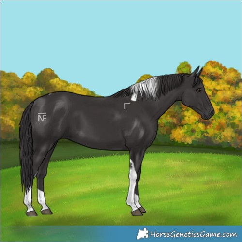 Horse Color:Smoky Black Tobiano