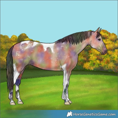 Horse Color:Nacre Bay Dun Tobiano 