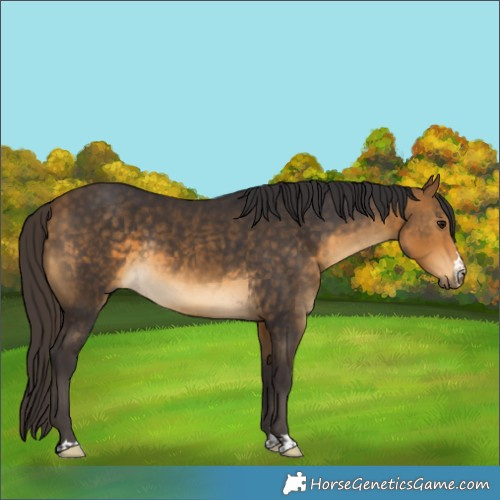 Horse Color:Buckskin Rabicano 