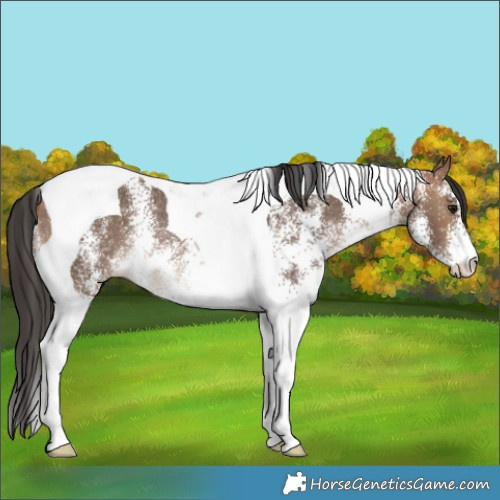 Horse Color:White Spotted Bay Dun Tobiano Rabicano