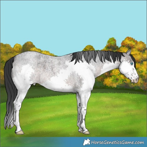 Horse Color:Platinum Brown Roan Splash