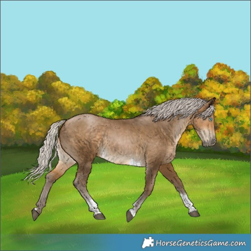 Horse Color:Gray Silver Buckskin Tobiano