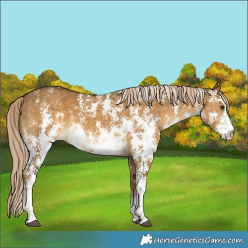 Horse Color:Chocolate Palomino Dun Sabino