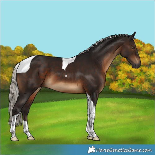 Horse Color:Gray Silver Brown Tobiano