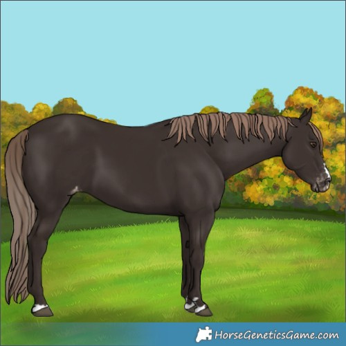 Horse Color:Liver Chestnut Varnish 