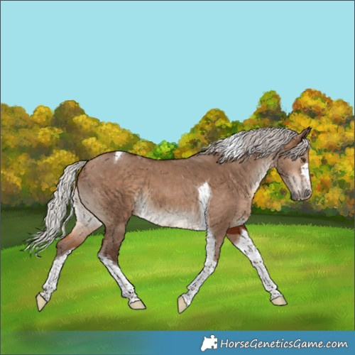 Horse Color:Silver Brown Dun Tobiano