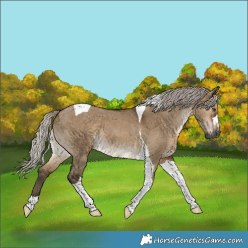 Horse Color:Gray Silver Bay Dun Tobiano