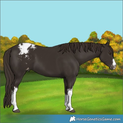 Horse Color:White Spotted Liver Chestnut Blanket 