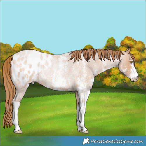 Horse Color:Bay Roan Pearl Sabino Blanket Rabicano 
