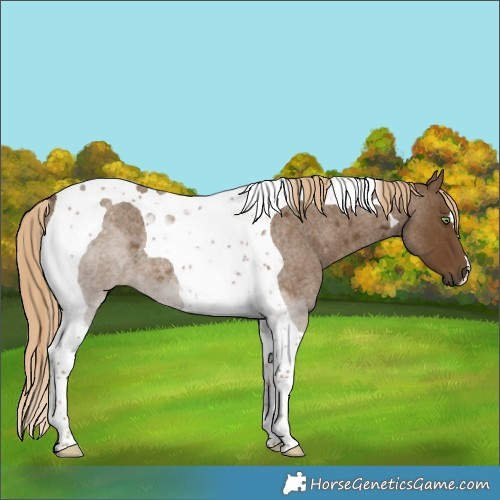 Horse Color:Chocolate Palomino Roan Tobiano Rabicano 