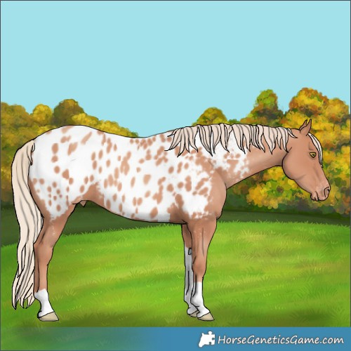 Horse Color:Gold Champagne Tobiano Near Leopard 