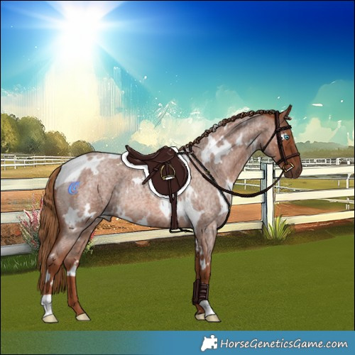 Horse Color:White Spotted Red Roan Rabicano