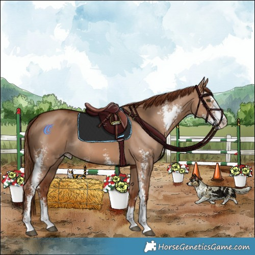 Horse Color:Red Dun Sabino Rabicano 