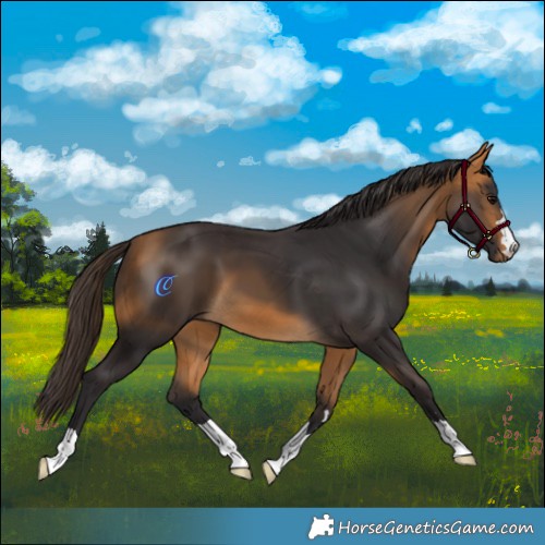 Horse Color:Buckskin 
