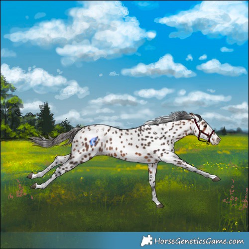 Horse Color:Powder White Bay Skewed LP Spotted