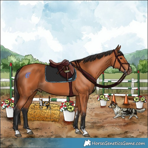 Horse Color:Bay 