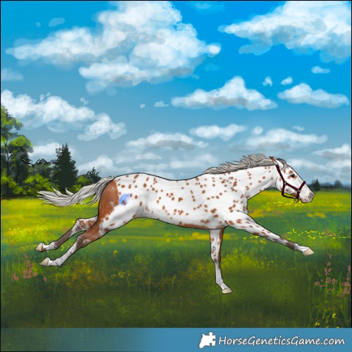 Horse Color:Silver Bay Sabino Skewed LP Spotted 