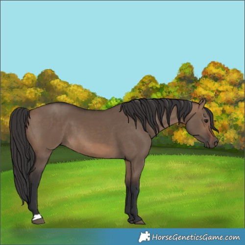 Horse Color:Brown Dun 