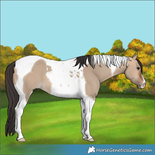 Horse Color:Bay Dun Tobiano 