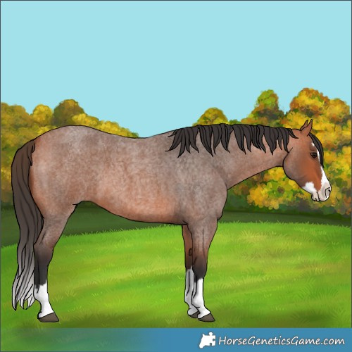 Horse Color:Bay Roan Splash 