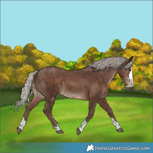 Horse Color:Silver Black Splash