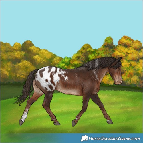 Horse Color:Powder White Liver Chestnut Blanket 