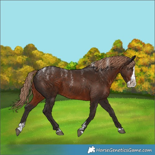 Horse Color:Powder White Liver Chestnut Splash