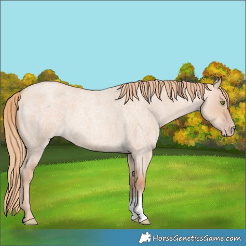 Horse Color:Gold Champagne Roan Dun 