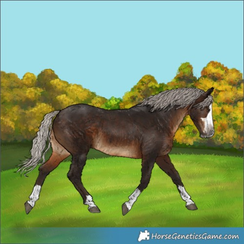 Horse Color:Gray Silver Bay Splash