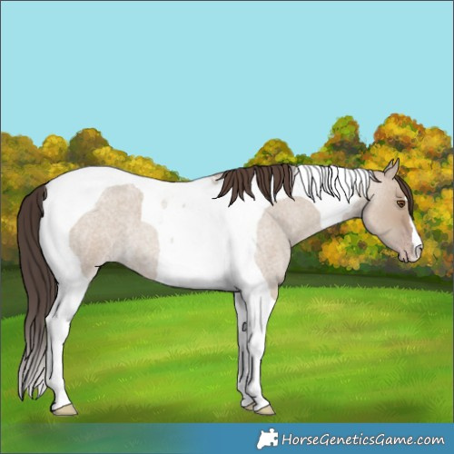 Horse Color:Classic Champagne Roan Dun Tobiano 