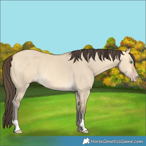 Horse Color:Amber Cream Champagne Dun 