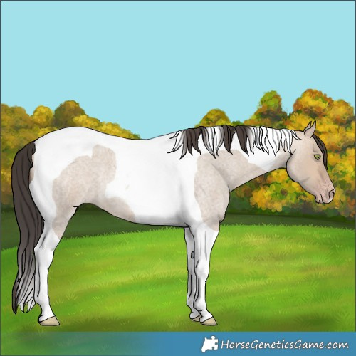 Horse Color:Sable Champagne Roan Dun Tobiano