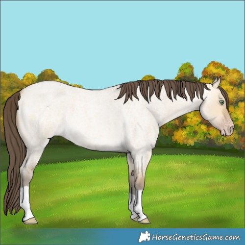 Horse Color:Sable Cream Champagne Roan Dun