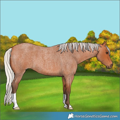 Horse Color:Silver Bay Roan 